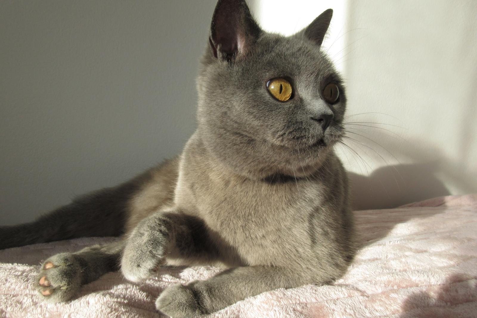 viki