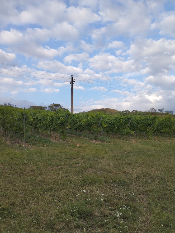 vinice