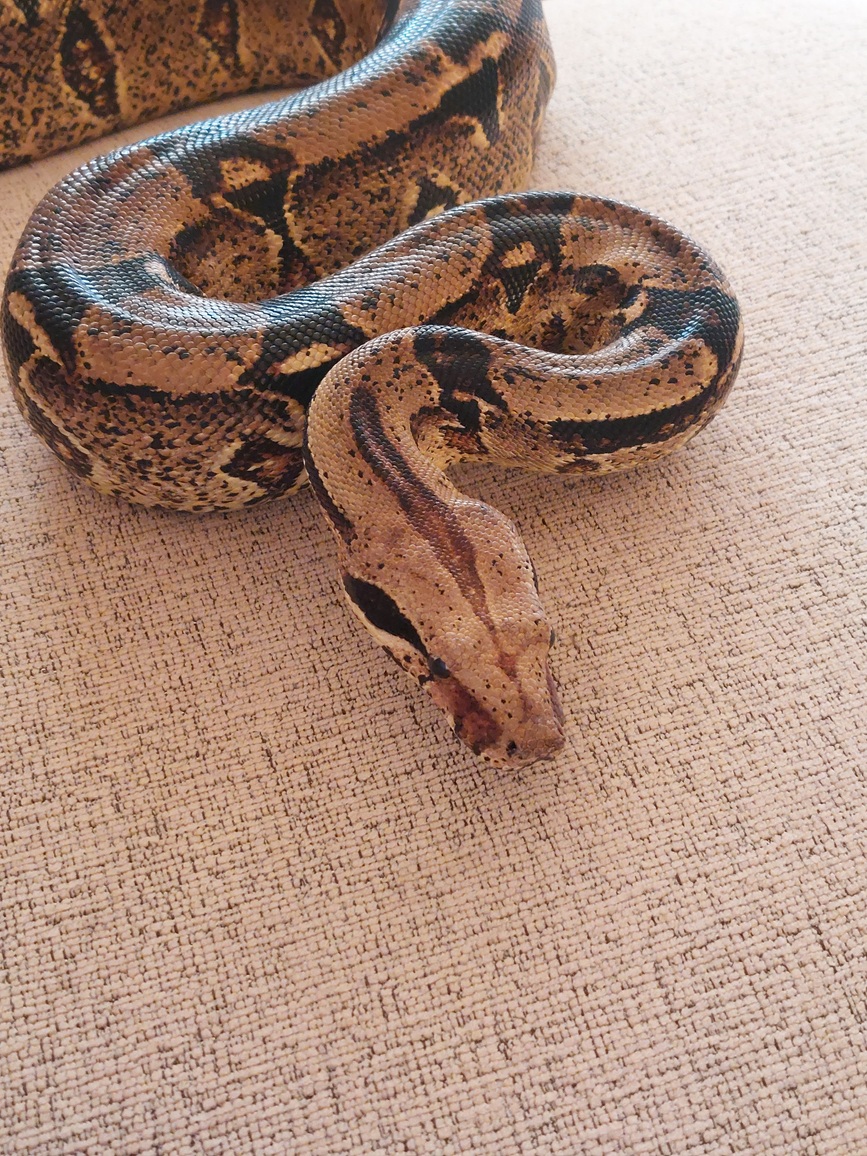 zviratka