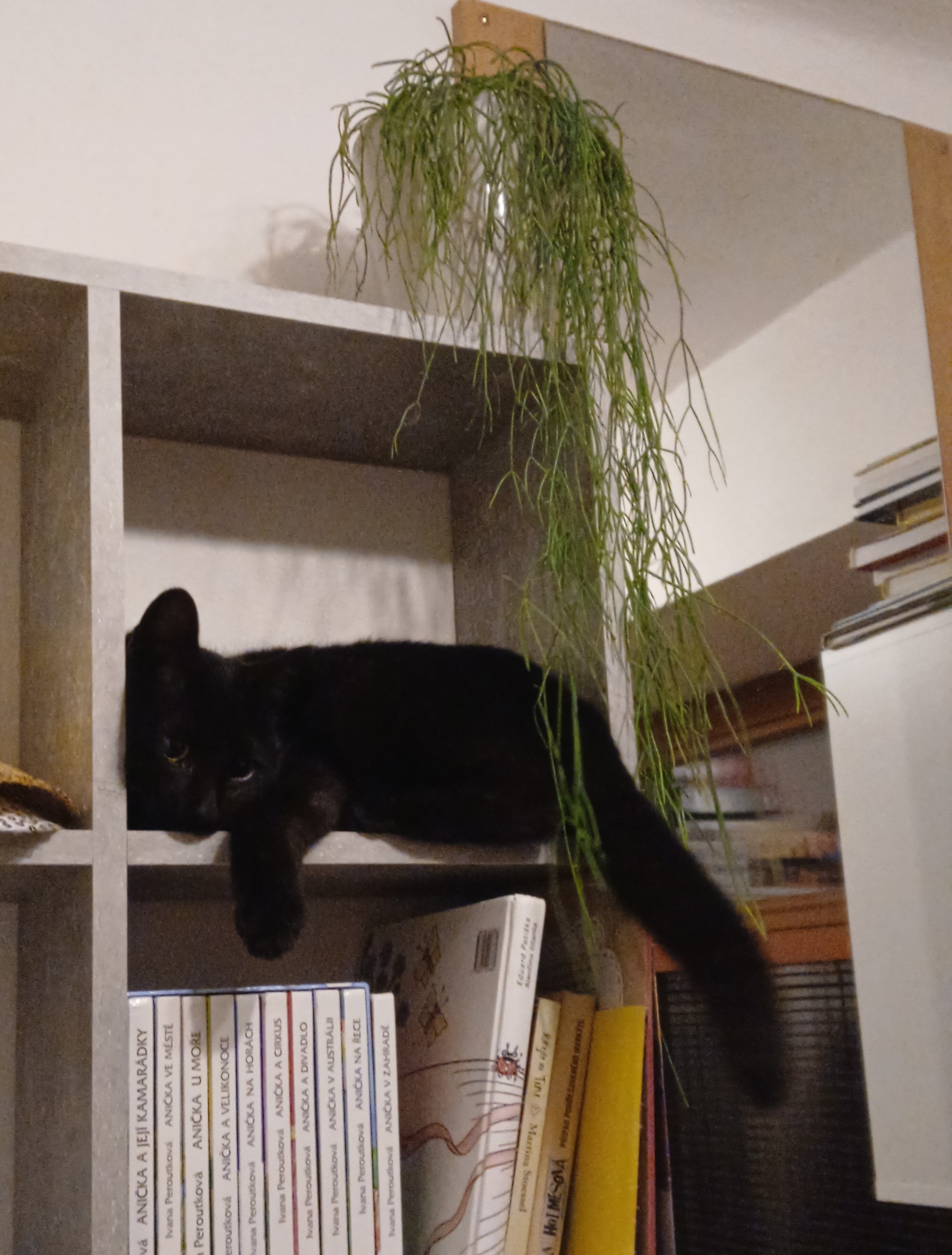 Luna