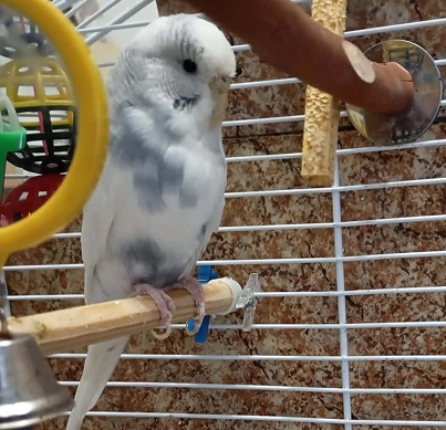Pepik2